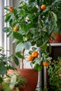 Tangerine tree with fruits in terracotta pot on windowsill at home. Calamondin citrus plant. Royalty Free Stock Photo