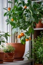 Small orange tree with ripe fruits in terracotta pot on windowsill at home. Calamondin citrus plant. Royalty Free Stock Photo