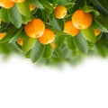 Tangerine tree