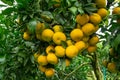 Tangerine on tree in the garden. Many ripe orange growing on Branches