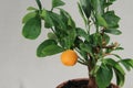 Tangerine tree Royalty Free Stock Photo