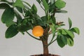 Tangerine tree, mandarin fruit Royalty Free Stock Photo