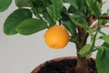 Tangerine tree, mandarin fruit Royalty Free Stock Photo
