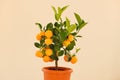 Tangerine tree.Mandarin Tree in a pot .Citrus fruit dwarf trees. Citrus fruit.Indoor fruit plants. Shop for seedlings