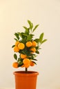 Tangerine tree . Mandarin Tree in a pot isolated on beige. Citrus fruit dwarf trees. Citrus fruit.Indoor fruit plants Royalty Free Stock Photo