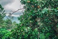 Tangerine tree in mountains close bush of coffee