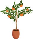 Tangerine tree in a pot