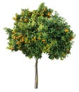 Tangerine tree with ripe orange tangerines isolated on white background. File contains clipping path