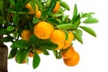 tangerine tree on a white background Royalty Free Stock Photo