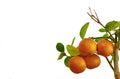 Tangerine tree on a white background. Royalty Free Stock Photo