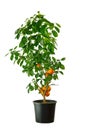 Tangerine tree on a white background. Royalty Free Stock Photo