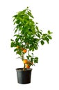 Tangerine tree on a white background. Royalty Free Stock Photo