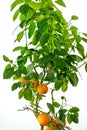 Tangerine tree on a white background. Royalty Free Stock Photo