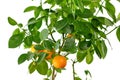 Tangerine tree on a white background. Royalty Free Stock Photo