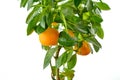 Tangerine tree on a white background. Royalty Free Stock Photo