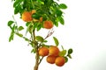 Tangerine tree on a white background. Royalty Free Stock Photo