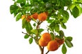 Tangerine tree on a white background. Royalty Free Stock Photo