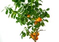 Tangerine tree on a white background. Royalty Free Stock Photo