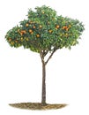 Tangerine tree on white background Royalty Free Stock Photo