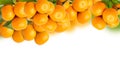tangerine trees