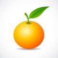 Tangerine vector icon