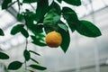 Tangerines on branch with green leaves in plant nursery close-up. Fresh juicy citrus fruits ready for harvest.Agriculture of Royalty Free Stock Photo