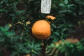 Tangerines on branch with green leaves in plant nursery close-up. Fresh juicy citrus fruits ready for harvest.Agriculture of Royalty Free Stock Photo