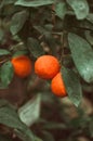 Tangerines on a branch with green leaves in a plant nursery. Fresh juicy citrus fruits ready for harvest. Agriculture of Sicily, Royalty Free Stock Photo