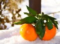 Tangerines bright orange snow Royalty Free Stock Photo