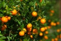 Tangerines growing on the bush in the orchard Royalty Free Stock Photo