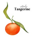 Tangerines. Hand painted watercolor orange tangerines