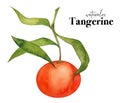 Tangerines. Hand painted watercolor orange tangerines