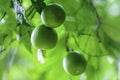 Tangerines hang on the tree