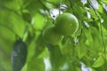 Tangerines hang on the tree