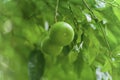 Tangerines hang on the tree