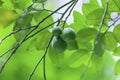 Tangerines hang on the tree