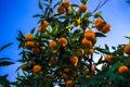 Tangerines hang on a tree and are almost ripe. Already yellows and sweet