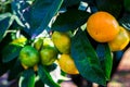 Tangerines hang on a tree and are almost ripe. Already yellows and sweet