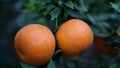 Tangerines isolated in the tree with green background Royalty Free Stock Photo