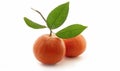 Fresh tangerines with leaves isolated