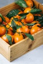 Tangerines oranges, clementines, citrus fruits with green leaves in a wooden box over light background with copy space Royalty Free Stock Photo