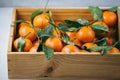 Tangerines oranges, clementines, citrus fruits with green leaves in a wooden box over light background with copy space Royalty Free Stock Photo