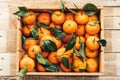 Tangerines oranges, clementines, citrus fruits with green leaves in a wooden box over light wooden background with copy space Royalty Free Stock Photo