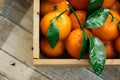 Tangerines oranges, clementines, citrus fruits with green leaves in a wooden box over light wooden background with copy space Royalty Free Stock Photo