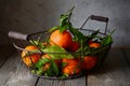 Tangerines oranges, mandarins, clementines, citrus fruits with leaves in basket on Gray background. Mandarin oranges