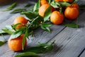 Tangerines oranges, mandarins, clementines, citrus fruits with leaves in basket on Gray background. Mandarin oranges