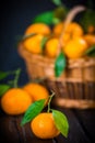 Tangerines, oranges, mandarins, clementines, citrus fruits, with leaves in basket over rustic wooden dark background, copy space Royalty Free Stock Photo