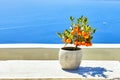 Tangerines oranges on a small tree in a pot Royalty Free Stock Photo