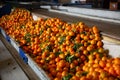 Tangerines on sorting line