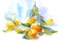 Tangerines with Stems and Leaves Citrus Fruit Watercolor Still Life Illustration Hand Painted